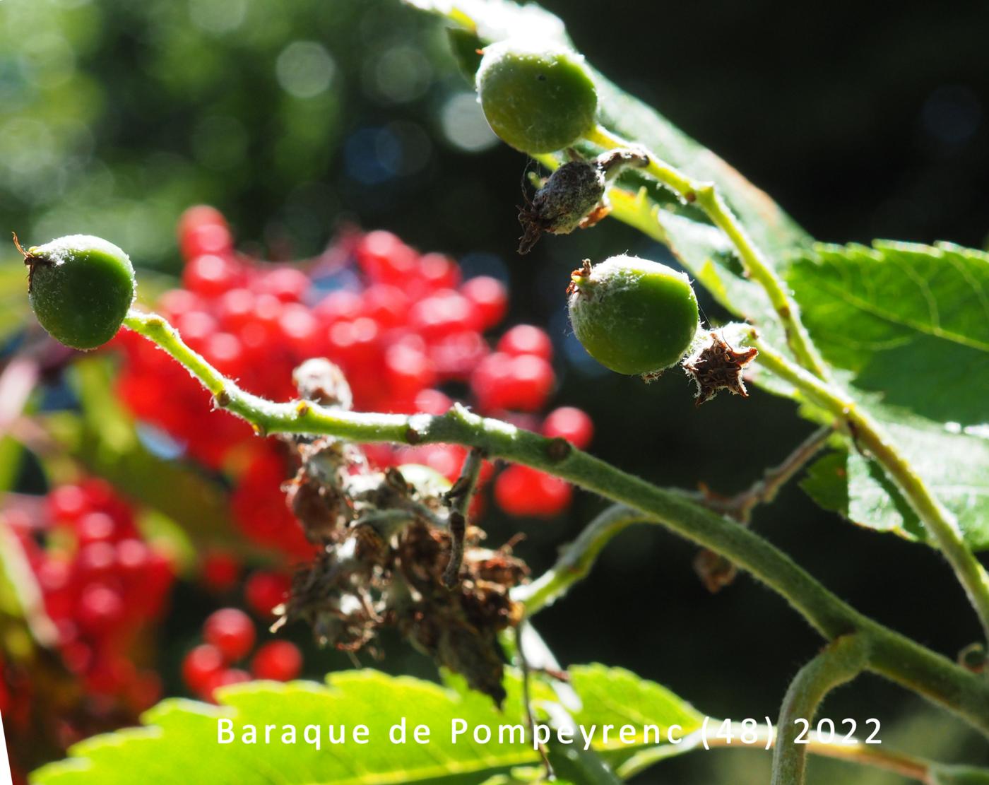 Sorbus of Thuringe fruit